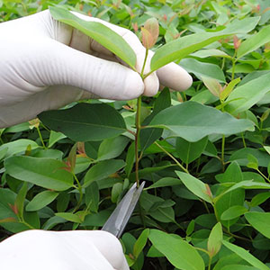 Consultoria em Fertilização e manejo de viveiros e minijardins clonais
